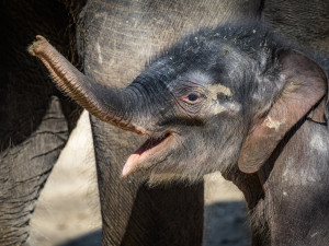 Ztráty pražské zoo sahají k dvaceti milionům. Vybízí k adopcím a sponzoringu zvířat