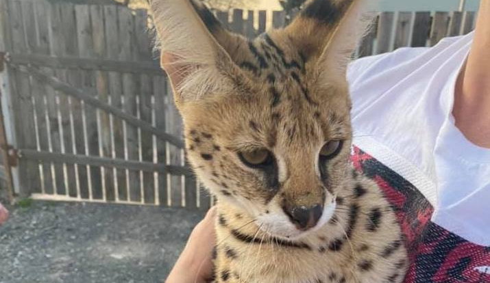 Serval se v pořádku našel.