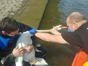 FOTO: Strážníci zachránili labuť, která měla krk a nohy zamotané v igelitu