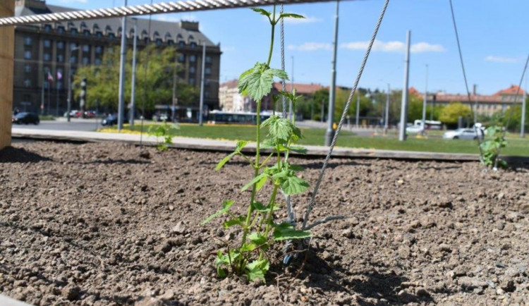 Na Kulaťáku roste chmelová stěna. Přispěje ke snížení prašnosti