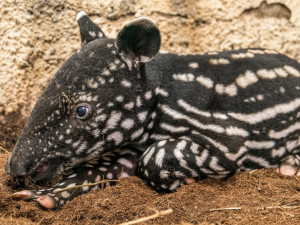 VIDEO: Malý tapír z pražské zoo dostal jméno podle svého maskování, které připomíná morseovku