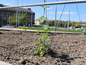 Na Kulaťáku roste chmelová stěna. Přispěje ke snížení prašnosti