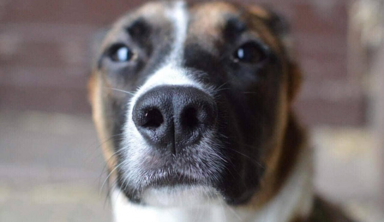 Čenichem proti pandemii. Pozitivní pacienty na COVID 19 budou Na Bulovce zjišťovat psi