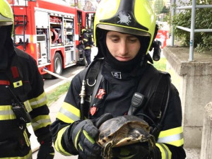 Oční kliniku zachvátily plameny. Hasiči z budovy zachránili želvu