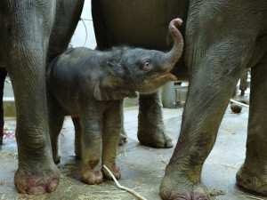 VIDEO: V pražské zoo se v noci narodilo slůně. Malá samička se má čile k světu