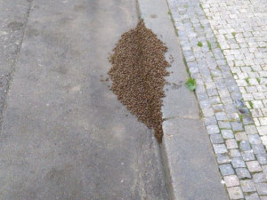FOTO: V Praze se objevily včelí roje. Strážníci volali na pomoc včelaře