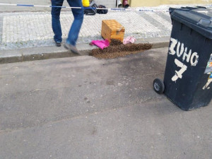 FOTO: V Praze se objevily včelí roje. Strážníci volali na pomoc včelaře