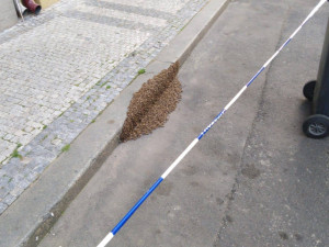 FOTO: V Praze se objevily včelí roje. Strážníci volali na pomoc včelaře