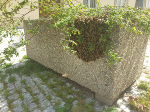 FOTO: V Praze se objevily včelí roje. Strážníci volali na pomoc včelaře