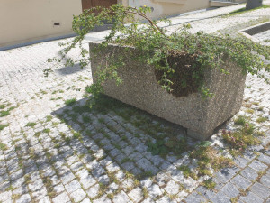 FOTO: V Praze se objevily včelí roje. Strážníci volali na pomoc včelaře