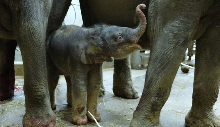 V pražské zoo se v noci narodilo slůně. Malá samička se má čile k světu.