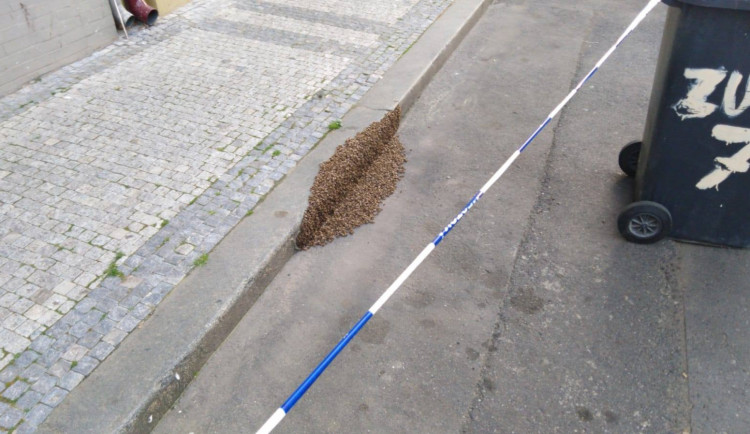 FOTO: V Praze se objevily včelí roje. Strážníci volali na pomoc včelaře