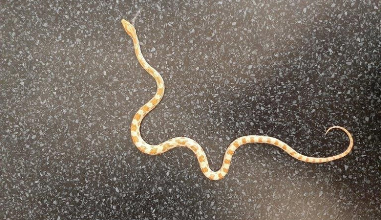 Muž našel v Holešovicích zatoulanou užovku červenou