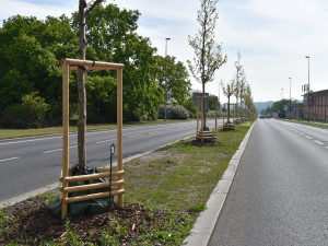 Platany, které v Evropské ulici připomínají významné osobnosti, slaví deset let