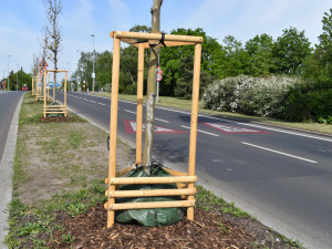 Platany, které v Evropské ulici připomínají významné osobnosti, slaví deset let