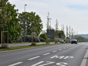 Platany, které v Evropské ulici připomínají významné osobnosti, slaví deset let