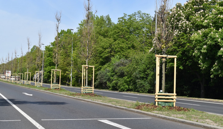 Platany, které v Evropské ulici připomínají významné osobnosti, slaví deset let