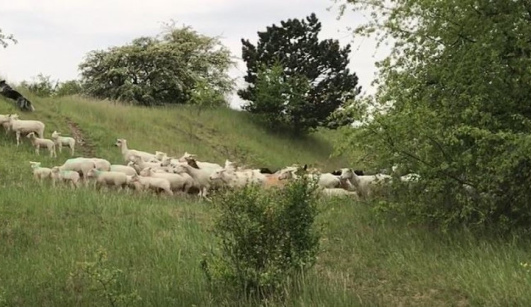 VIDEO: Na Děvíně, na Podbabských skalách a v Bohnickém údolí se pasou ovce a kozy