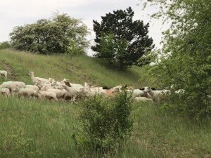 VIDEO: Na Děvíně, na Podbabských skalách a v Bohnickém údolí se pasou ovce a kozy