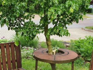 VIDEO: Policie pátrá po muži, který zlomil lípu u Lavičky Václava Havla