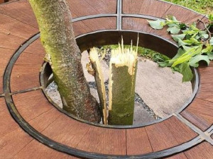 VIDEO: Policie pátrá po muži, který zlomil lípu u Lavičky Václava Havla