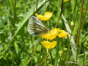 Hledejte motýly, vyzývají odborníci veřejnost, pomůžete vzniku prvního atlasu pražských motýlů