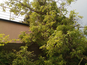 FOTO: Pražští hasiči řešili během včerejška téměř padesát zásahů v souvislosti s bouřkou a deštěm