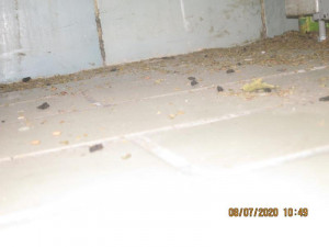 Samoobsluhu v Holešovicích si oblíbili hlodavci. Inspekce okamžitě uzavřela.