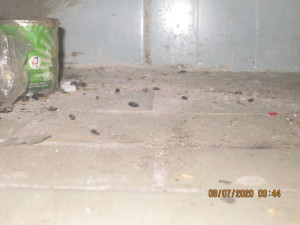 Samoobsluhu v Holešovicích si oblíbili hlodavci. Inspekce okamžitě uzavřela.