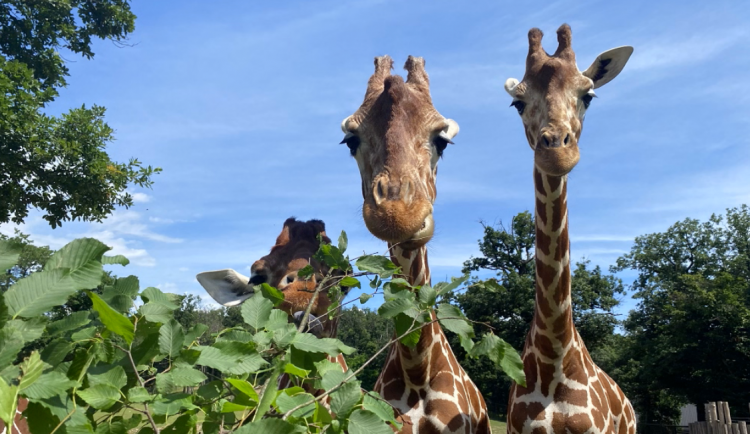 FOTO/VIDEO: Žirafa na dosah ruky nebo setkání s tapírem. Brněnská zoo nabízí unikátní zážitky