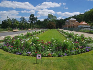 FOTO: Ve Stromovce byly obnoveny záhony. Je na nich přes 13 tisíc letniček