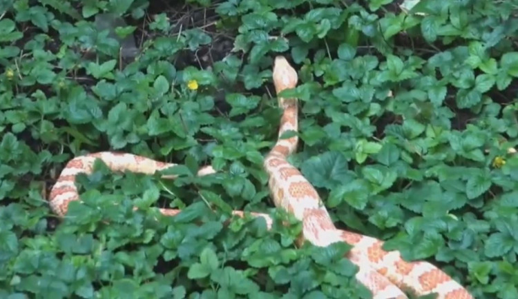 VIDEO: Strážníci odchytili hada ve vnitrobloku domu v Holešovicích