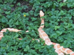 VIDEO: Strážníci odchytili hada ve vnitrobloku domu v Holešovicích