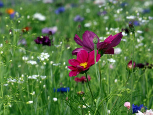 FOTO: Zeleň v hlavním městě? Podívejte se, jaká louka kvete v Praze 4