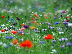 FOTO: Zeleň v hlavním městě? Podívejte se, jaká louka kvete v Praze 4