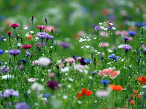 FOTO: Zeleň v hlavním městě? Podívejte se, jaká louka kvete v Praze 4