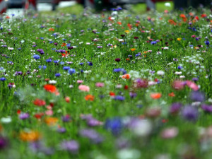 FOTO: Zeleň v hlavním městě? Podívejte se, jaká louka kvete v Praze 4