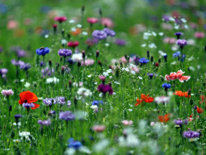 FOTO: Zeleň v hlavním městě? Podívejte se, jaká louka kvete v Praze 4