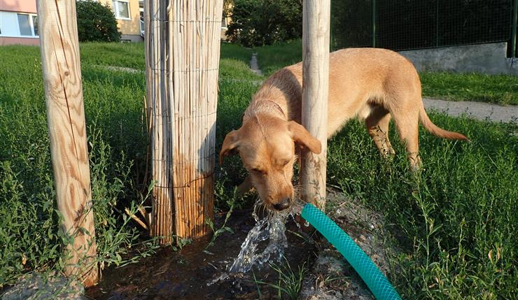 Čím zalévat? V Praze 12 používají dešťovku