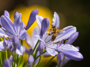 V Praze vzniknou nektarodárné biopásy. Mají pomoci vrátit hmyz do přírody