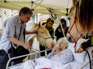 FOTO: Když zvířata pomáhají. V pražské nemocnici zavedli hipoterapii