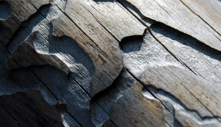 Počasí kůrovci nepřeje, napadené stromy v lázeňských lesích budou vytěženy na podzim