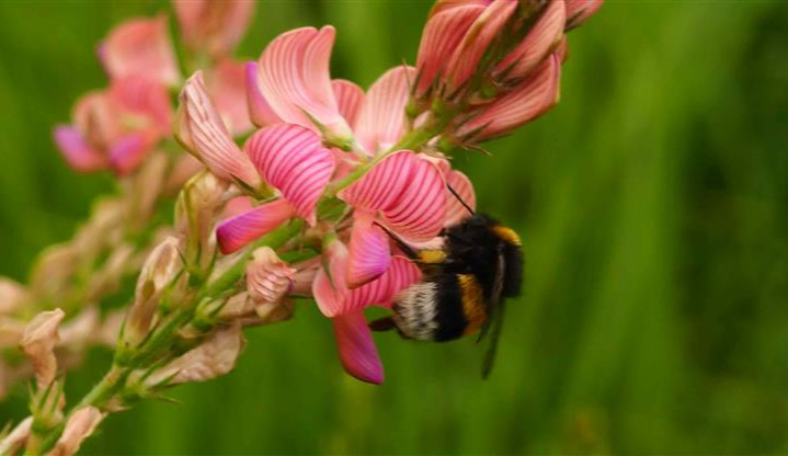 Praha 12 se pyšní téměř 60 druhy rostlin. S jejich sázením pomohli občané