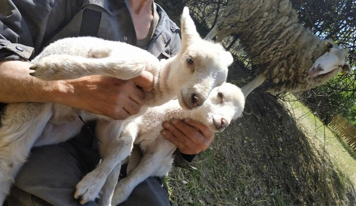 "Živé sekačky" nelení. V Praze 12 se vykutálela na svět jehňátka