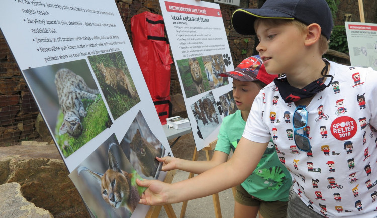 Zoo Praha slavila Mezinárodní den tygrů. Děti čekaly hry i vzdělávání