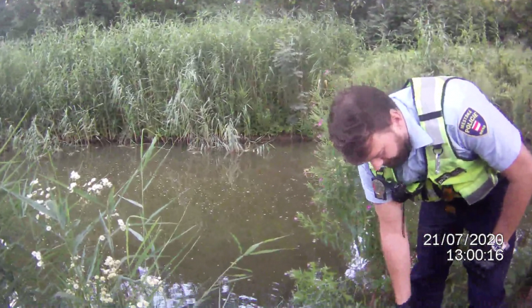 VIDEO: Strážníci vytáhli z jezírka v Brně vyčerpaného muže. Chtěl se jen umýt