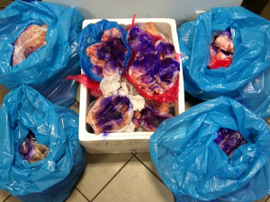 Zátah veterinářů v tržnici SAPA. Likvidaci neunikne přes 1300 křepelčích vajec.