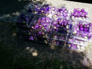 Zátah veterinářů v tržnici SAPA. Likvidaci neunikne přes 1300 křepelčích vajec.