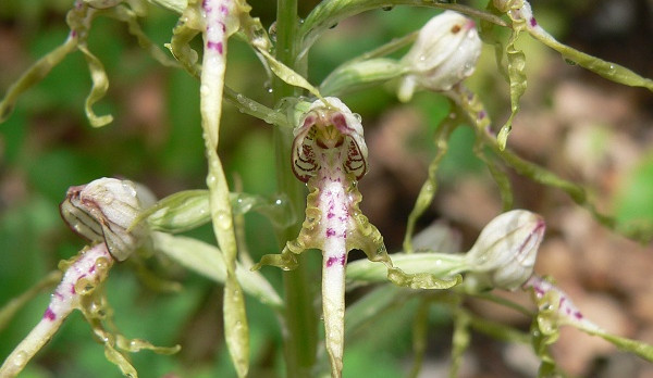 Botanici našli v Podyjí vzácnou orchidej. Spatřili ji poprvé po nejméně 70 letech