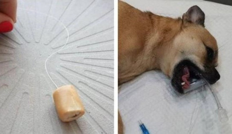 116356333_1043465309406076_2469990252593776211_n